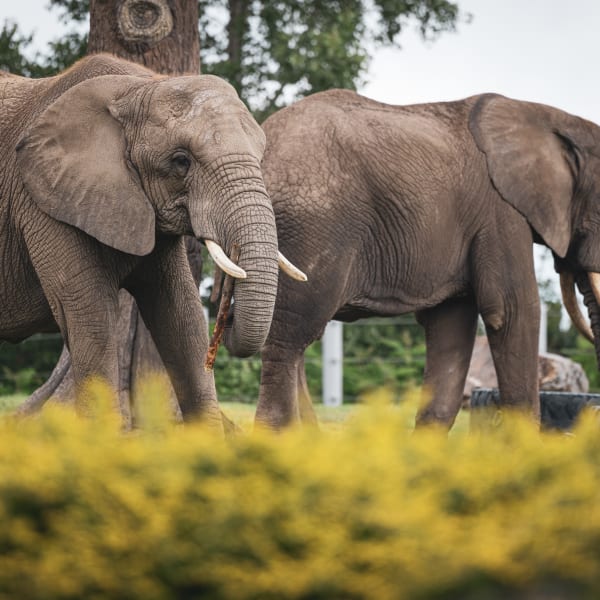 Zoo de Granby