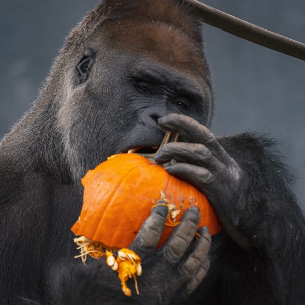 Zoo de Granby