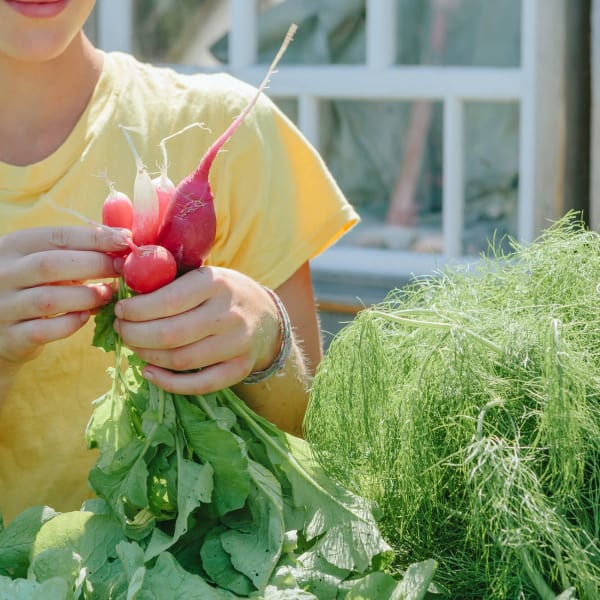 Projet La Ruche - An individual holding fresh radishes