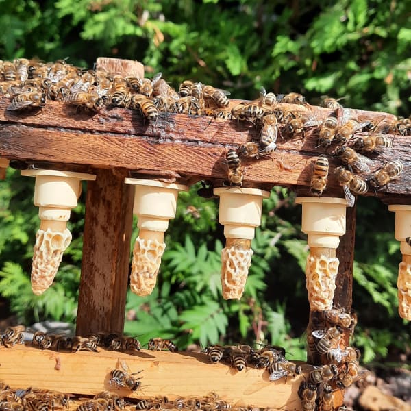 Ruches d'abeilles.