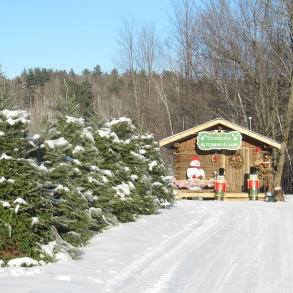 Sapins et cabane en bois. 