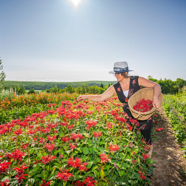 Viv-Herbes - Champs de fleurs
