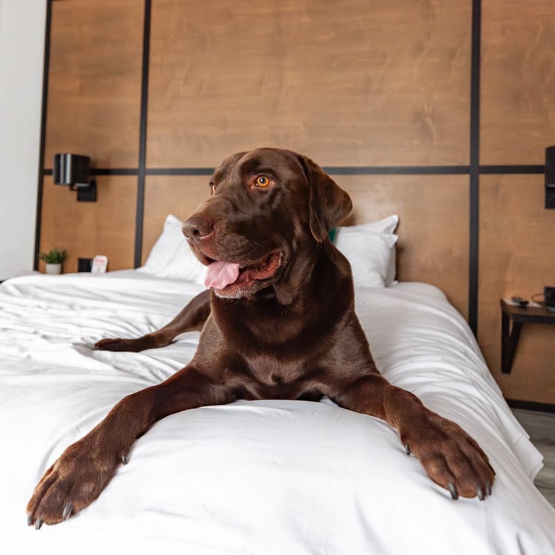 A brown dog in a hotel bed.