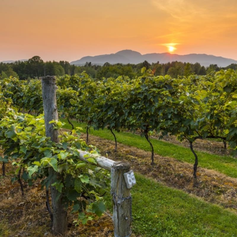 Vignoble sur La Route des vins de Brome-Missisquoi.
