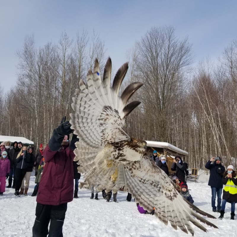 Oiseau à Chouette à voir en hiver.