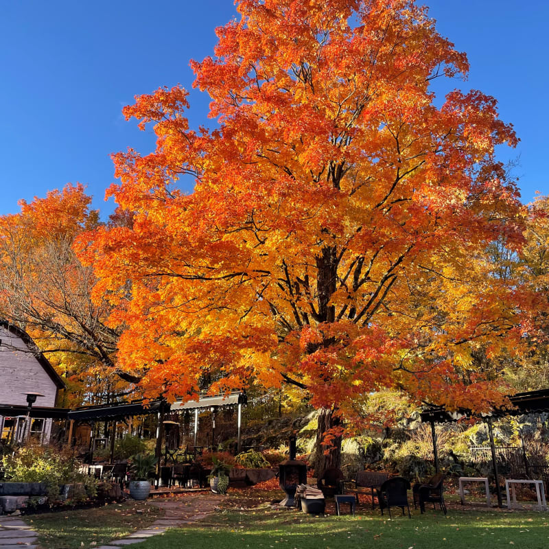 Outside at Domaine Jolivent and a magnificent orange tree in the fall.Fall foliage is magnificent at Domaine Jolivent!