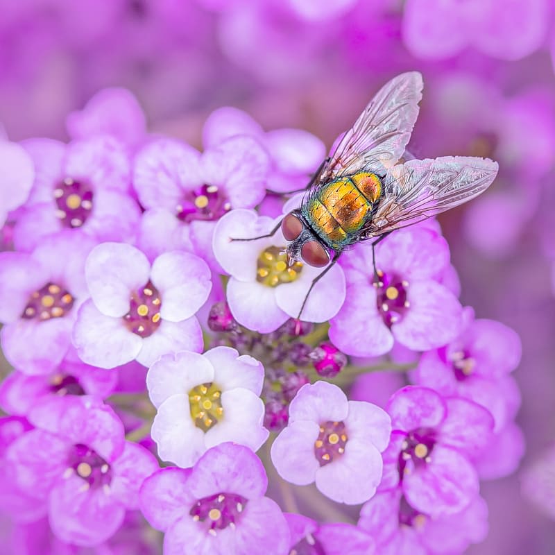 Abeille sur une fleur mauve.