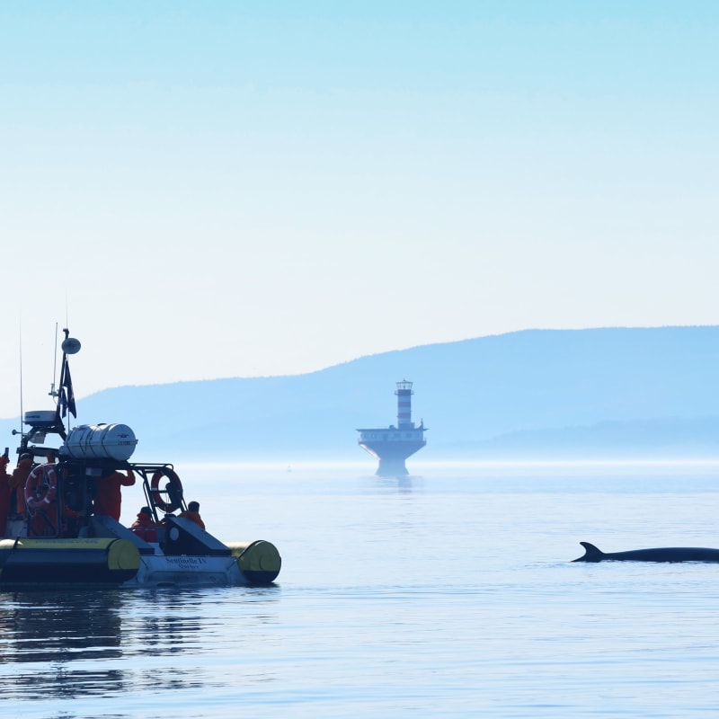 Bateau Zodiac à proximité d'une baleine dont le dos émerge de l'eau.
