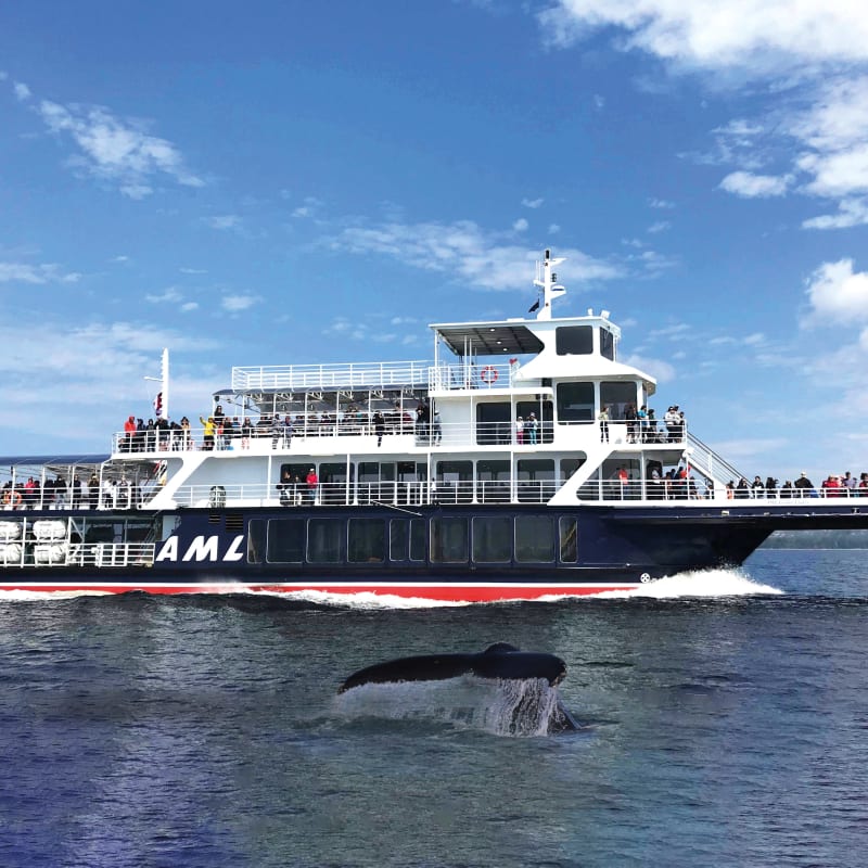 Bateau de Croisières AML avec une queue de baleine qui émerge de l'eau à proximité.