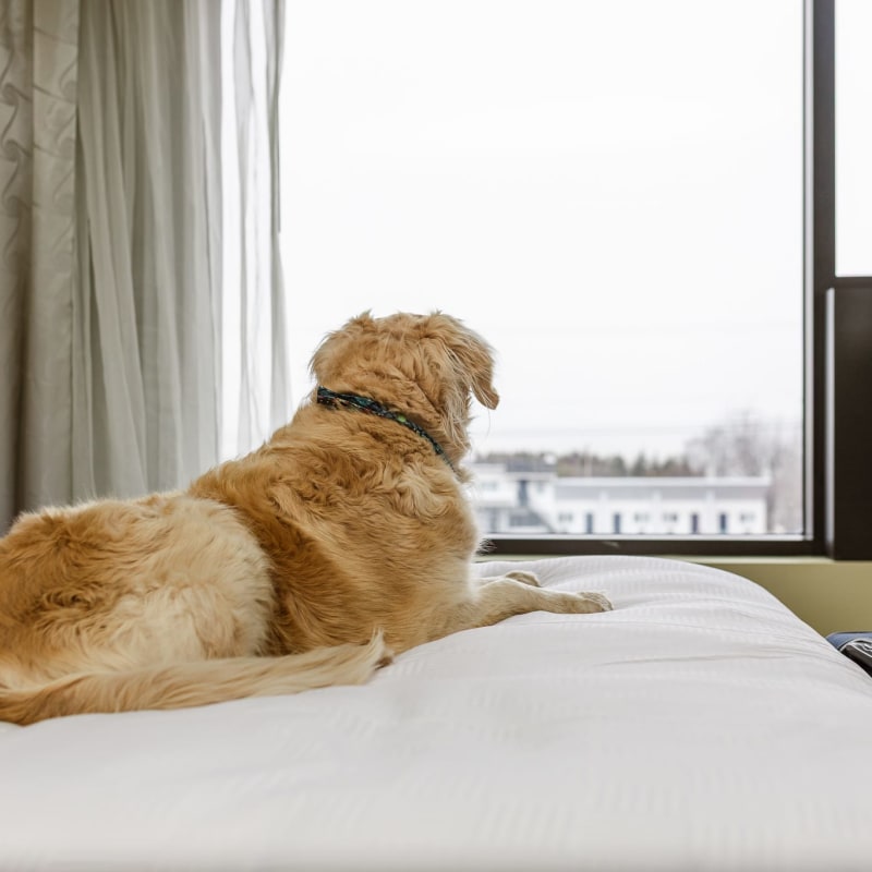 A dog lying on a bed and looking out the window at the Hôtel Levesque