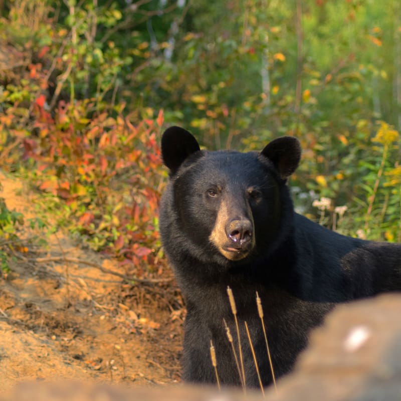 Ours noir dans la nature en automne