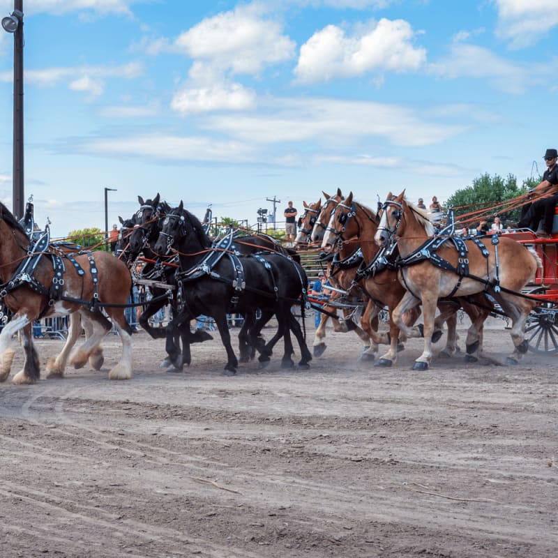 Plusieurs chevaux tirant un chariot rouge à l'Expo agricole de Saint-Hyacinthe.