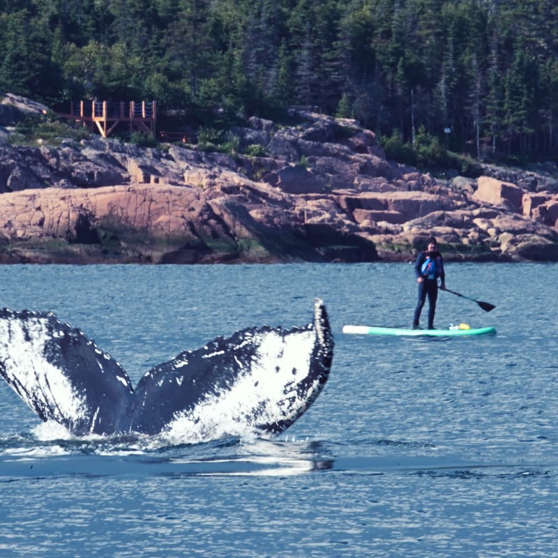 Queue de baleine hors de l'eau et personne en paddleboard.