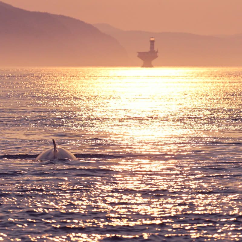 Baleine qui sort de l'eau au coucher du soleil.