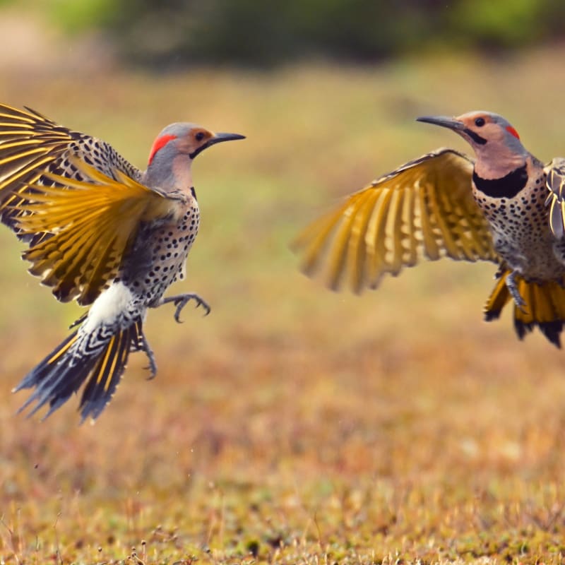 Deux oiseaux en vol à Tadoussac.