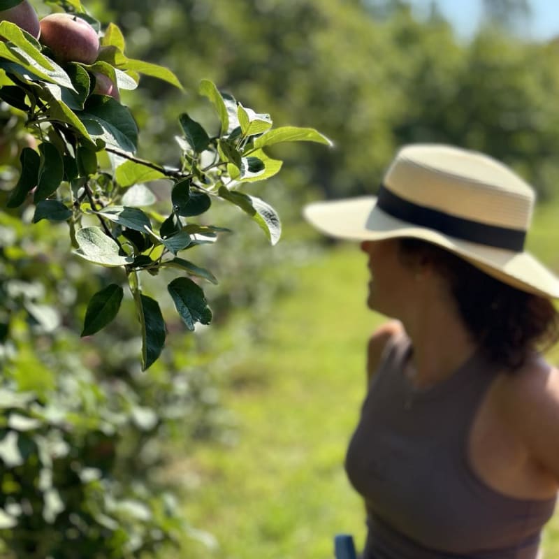 Apple orchard at Musée de la biodiversité.