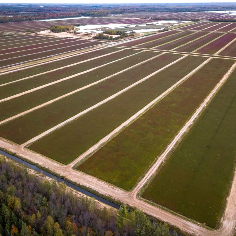 Cranberry fields in Centre-du-Québec.