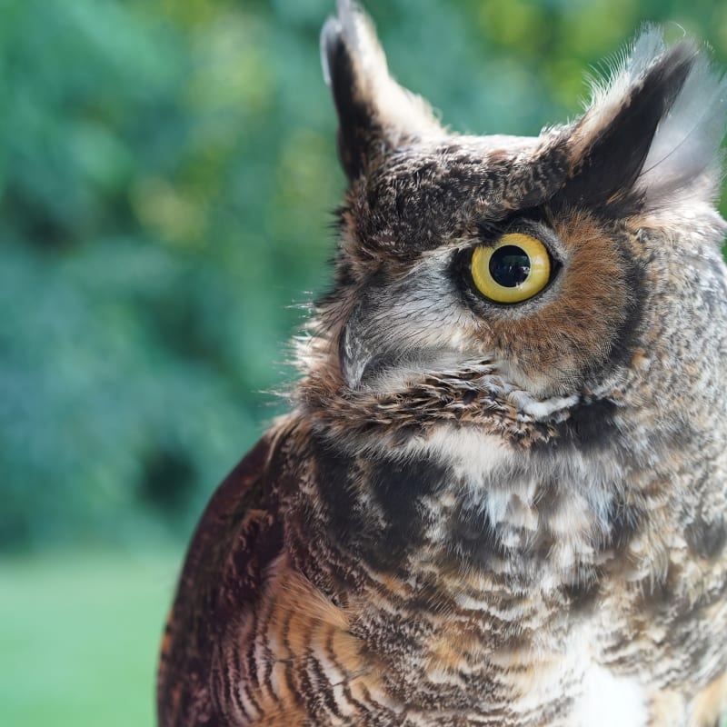 Hibou chez Chouette à voir!