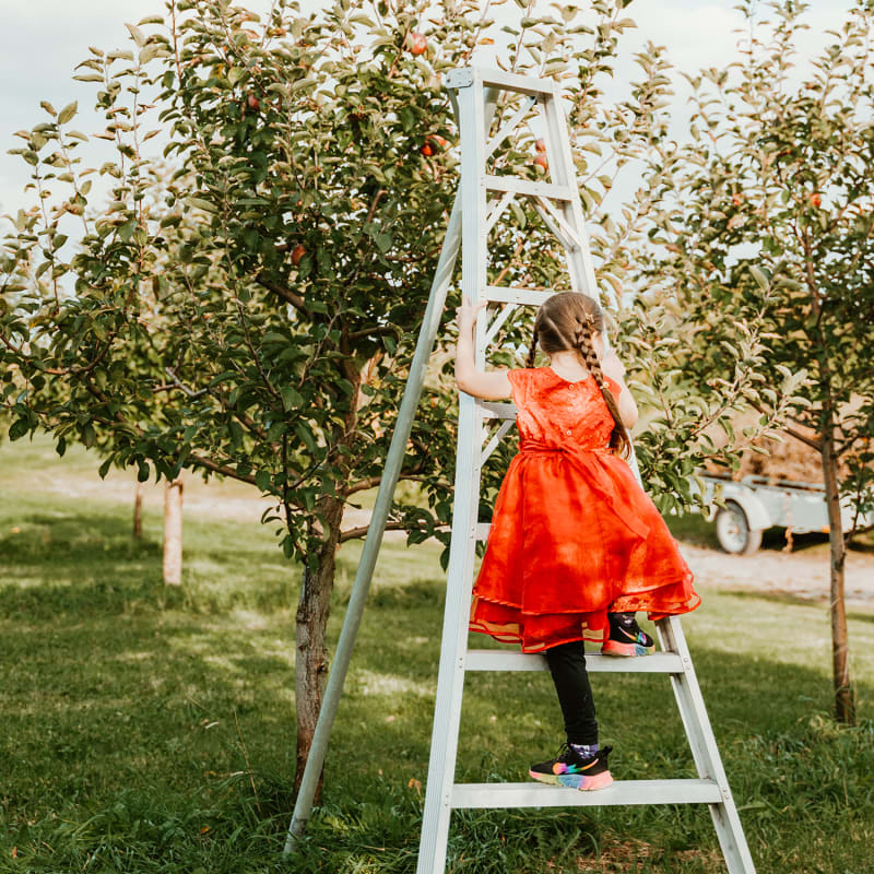Petite fille dans une échelle au champs de pommes dans Portneuf.