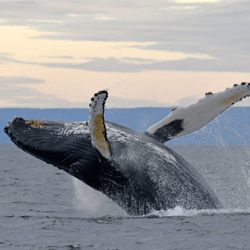 Baleine qui saute hors de l'eau