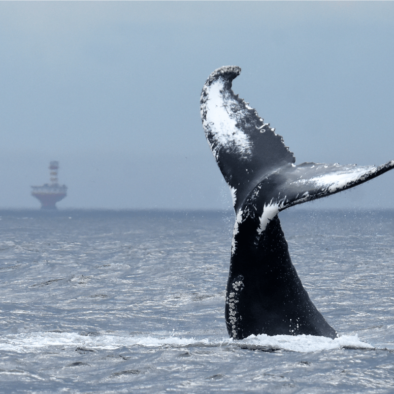 Queue d'une baleine