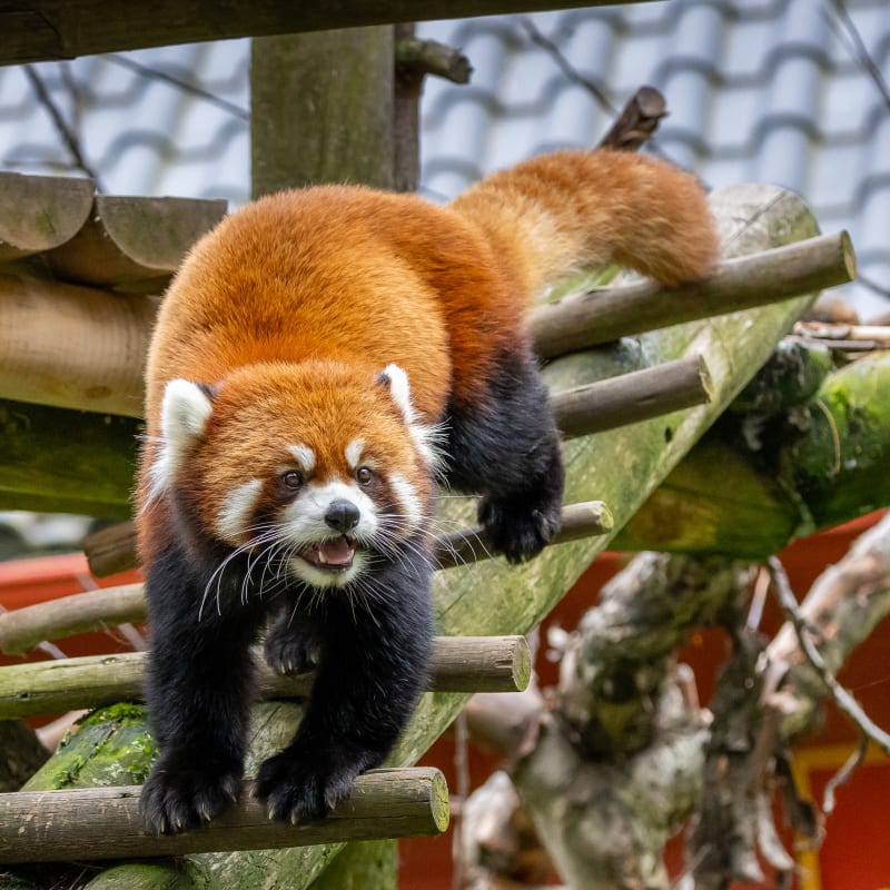 Animal Park - Zoo de Granby