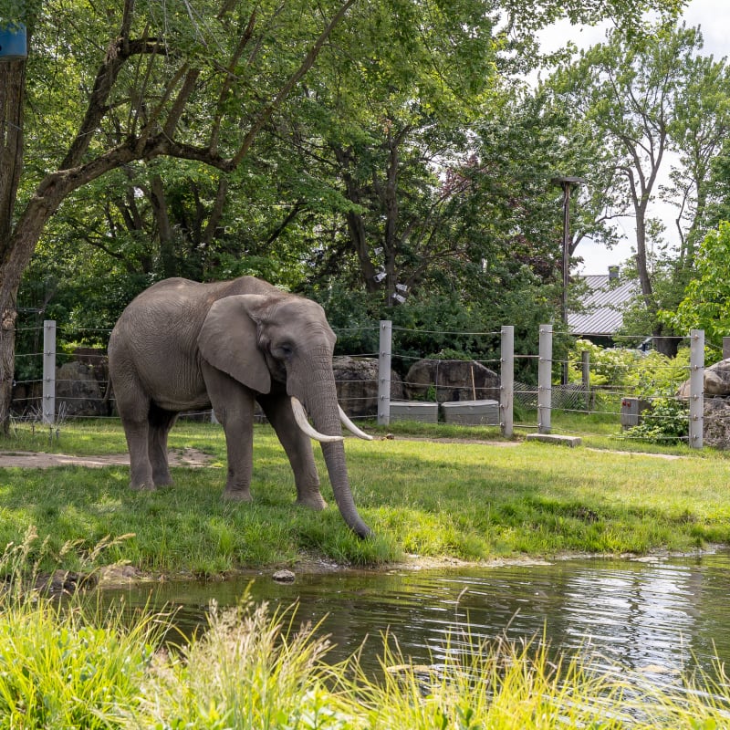 Elephant - Zoo de Granby