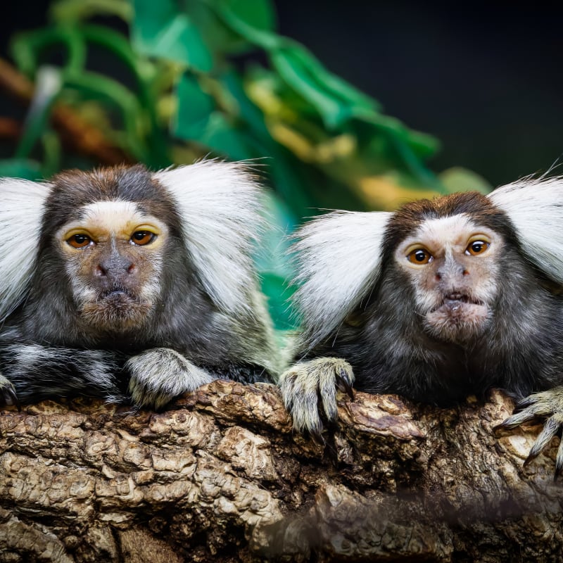 Animal Park - Zoo de Granby
