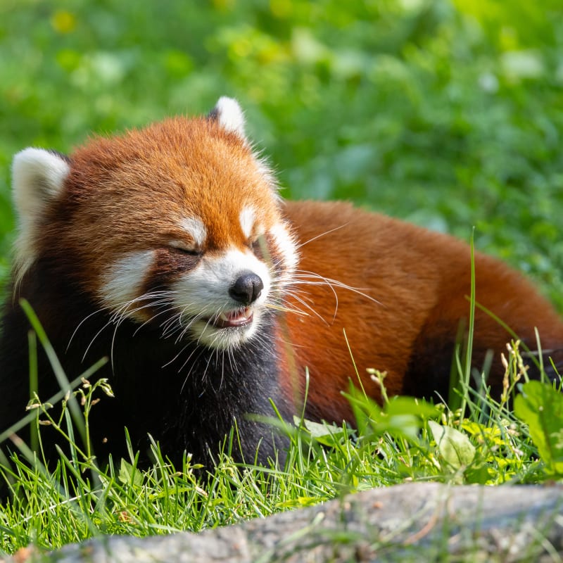 Red panda at Zoo de Granby.